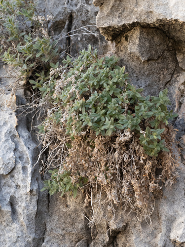 Image of Nama xylopoda by (c) Turner Brockman, some rights reserved (CC BY-SA)