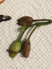 Nicotiana tabacum