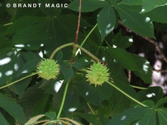 Aesculus hippocastanum