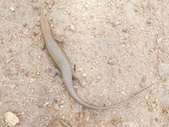 Trachylepis maculilabris