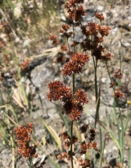 Juncus xiphioides