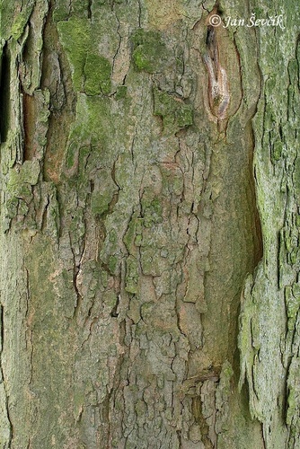 Platanalapis klevas nuotrauka