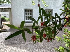 Crinodendron hookerianum
