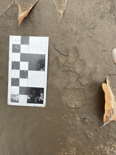 Bobcat photographed in Iowa