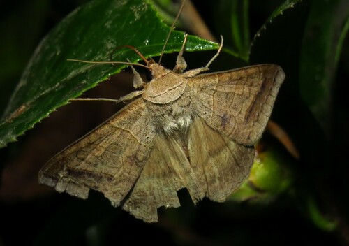 Withered Mocis photo 4
