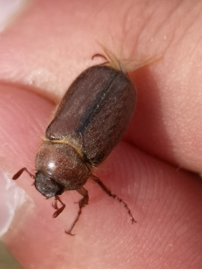 Amphimallon assimile