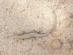 Trachylepis maculilabris