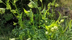 Cirsium oleraceum