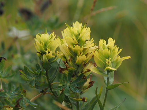 Image of Castilleja unalaschcensis by (c) Rosario, some rights reserved (CC BY)