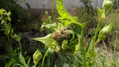 Cirsium oleraceum