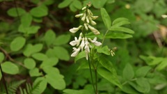 Hedysarum sulphurescens