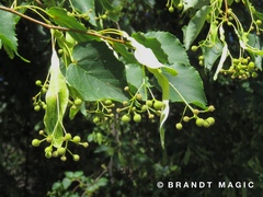 Tilia cordata