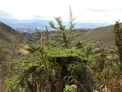 Escallonia myrtilloides