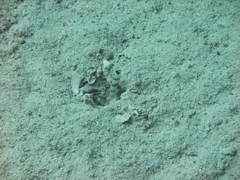 Amblyeleotris steinitzi