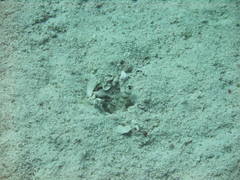 Amblyeleotris steinitzi