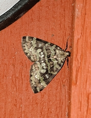 Hydriomena speciosata