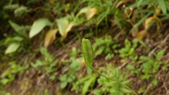 Lilium philadelphicum
