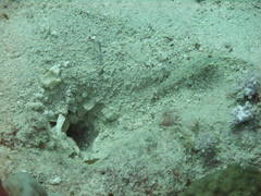 Ctenogobiops crocineus