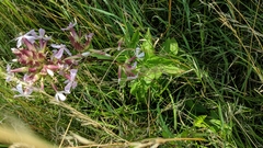 Saponaria officinalis