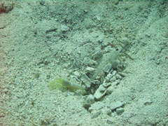 Ctenogobiops crocineus