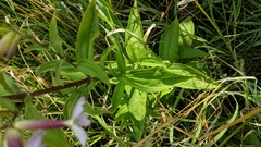 Saponaria officinalis