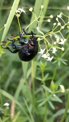 Timarcha tenebricosa