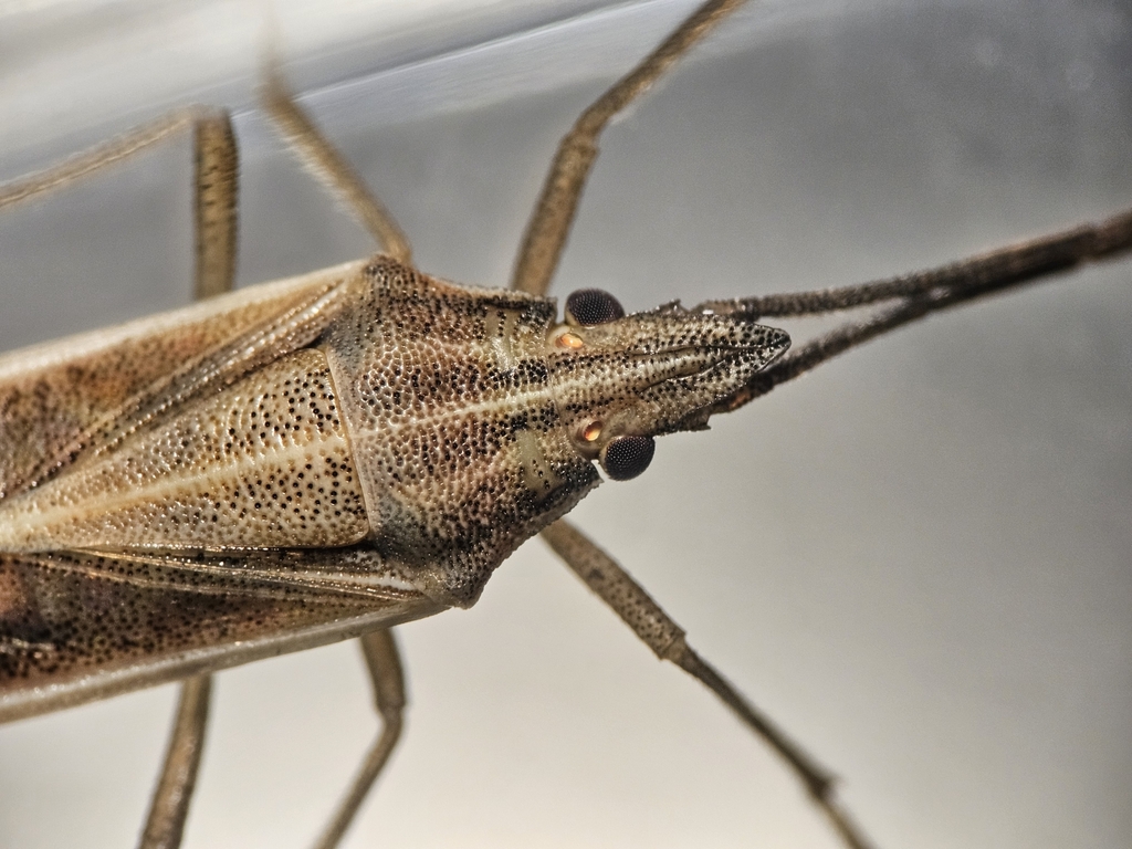 Mecidea major