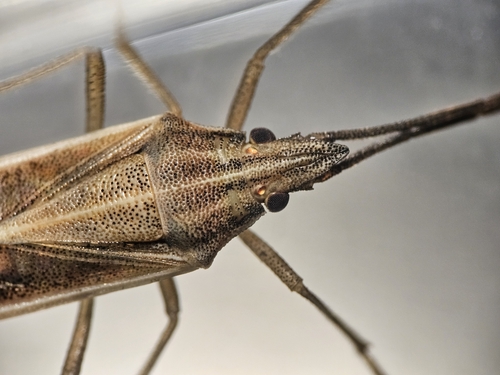 Mecidea major