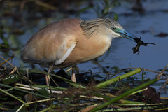 Squacco Heron photo 6