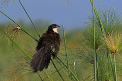 Coppery-Tailed Coucal photo 3