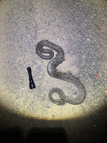Coastal Carpet Python sighting