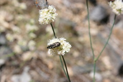 Acmaeodera connexa