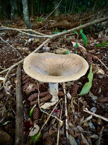Pleurotus tuber-regium