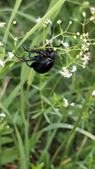 Timarcha tenebricosa