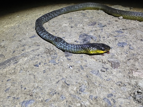 Common Tree Snake sighting
