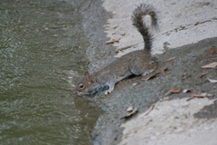 Sciurus alleni