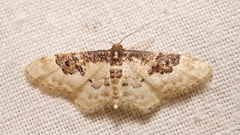 Idaea mustelata