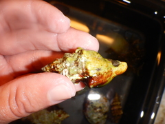 Tarantinaea lignaria