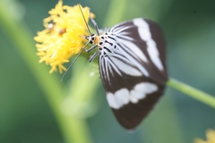 Nyctemera tripunctaria