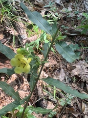 Aureolaria grandiflora
