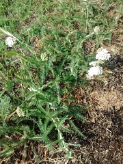 Achillea millefolium