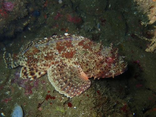 California scorpionfish (Scorpaena guttata) — Scorpaenidae — 4