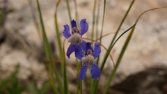 Delphinium sutherlandii