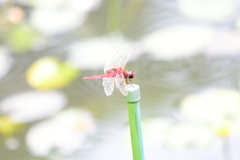 Urothemis signata yiei
