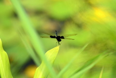 Rhyothemis triangularis