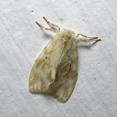 Nudaria phallustortens