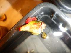 Tarantinaea lignaria