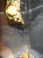 Tarantinaea lignaria