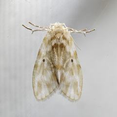 Nudaria phallustortens