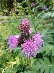 Cirsium alsophilum